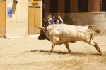 El \'bou encorda\' se exhibe en sus diferentes variaciones2