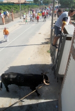 Toro en Cuerda Santa Bárbara Sábado