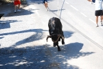 Toro en Cuerda Santa Bárbara Sábado