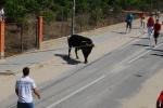 Toro en Cuerda Santa Bárbara Sábado