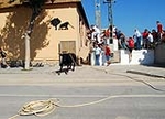 Toro en Cuerda Santa Bárbara Sábado