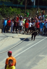 Toro en Cuerda Santa Bárbara Sábado