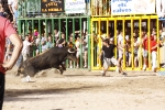 Toro de la tarde 7-9-2010