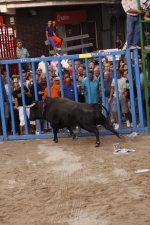 Toro de la tarde 
