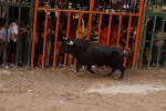 Toro de la tarde 