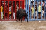 Toro de la tarde 