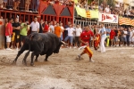 Toro de la tarde 