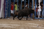 Toro de la tarde 