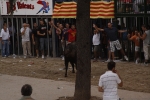 Toro de la tarde 