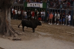 Toro de la tarde 