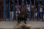 Toro de la tarde 