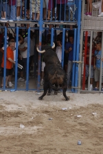 Toro de la tarde 