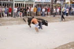 Toro de la tarde 