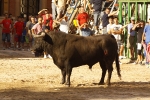 toro de la tarde 11-9