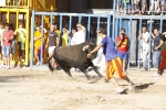 toro de la tarde 11-9