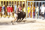 toro de la tarde 11-9