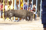 toro de la tarde 11-9