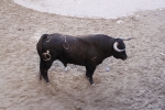 toro de la tarde 11-9