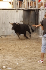 toro de la tarde 11-9