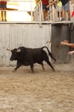 toro de la tarde 11-9