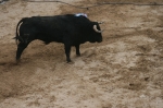 Los toros de Sant Vicent dejan un herido por asta de toro.