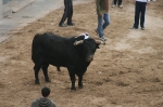 Los toros de Sant Vicent dejan un herido por asta de toro.