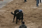 Los toros de Sant Vicent dejan un herido por asta de toro.