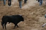 Los toros de Sant Vicent dejan un herido por asta de toro.