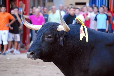 La Federacin de Fiestas de la Vall buscar financiacin externa para conseguir los tres das de toro
