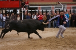 Xilxes sigue de fiesta con los toros como principal atractivo