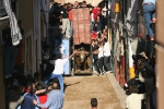 Un astado de Alcurrucn se exhibe en una nueva jornada taurina en la Vall d'Uix