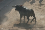 Los actos taurinos del sábado seis de las fiestas de Sant Vicent de La Vall dos heridos más.