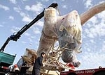Fotografia /Gallery/45029_24182/9_M1.jpg