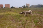 Los perros toman el Racó del Pou