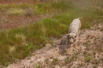 Los perros toman el Racó del Pou