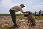 Los perros toman el Racó del Pou