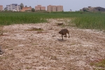Los perros toman el Racó del Pou