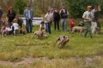 Los perros toman el Racó del Pou