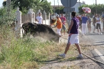Santa Bárbara vibra con el \'bou en corda\'