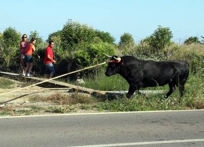 Santa Brbara vibra con el 'bou en corda'