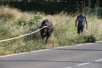 Santa Bárbara vibra con el \'bou en corda\'