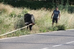 Santa Bárbara vibra con el \'bou en corda\'