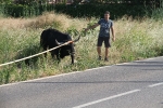 Santa Bárbara vibra con el \'bou en corda\'