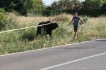 Santa Bárbara vibra con el \'bou en corda\'
