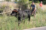 Santa Bárbara vibra con el \'bou en corda\'