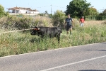 Santa Bárbara vibra con el \'bou en corda\'