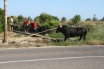 Santa Bárbara vibra con el \'bou en corda\'