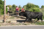 Santa Bárbara vibra con el \'bou en corda\'