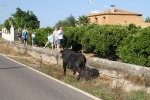 Santa Bárbara vibra con el \'bou en corda\'