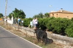 Santa Bárbara vibra con el \'bou en corda\'